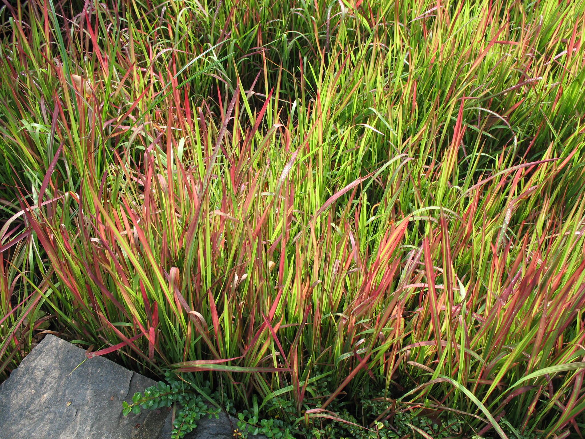 Online Plant Guide Imperata Cylindrica Red Baron Japanese Blood Grass